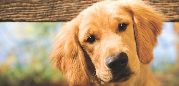 Golden coloured puppy