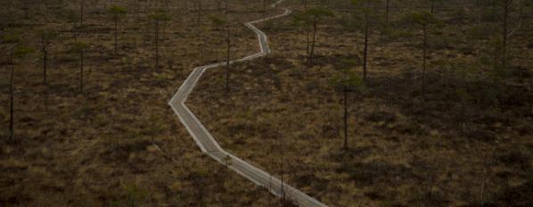 Winding path in forest