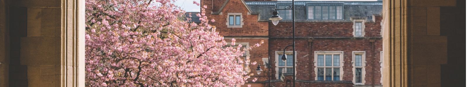 Cherry blossom in the quad