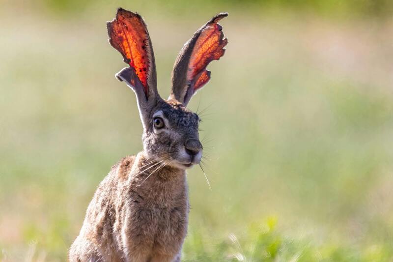 Rabbit with damaged ears