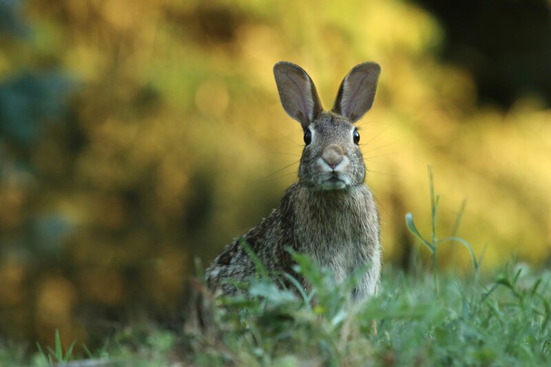 Rabbit in a field