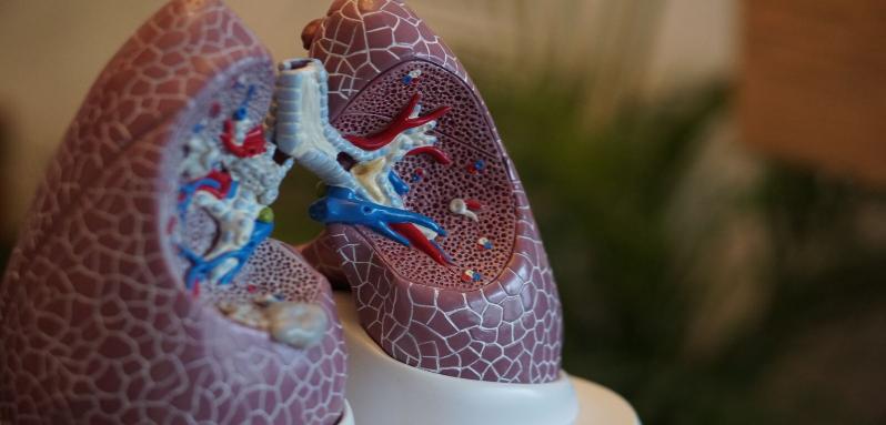Anatomy model of lungs