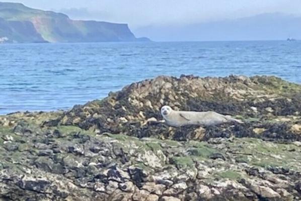 Seal on Rathlin Island