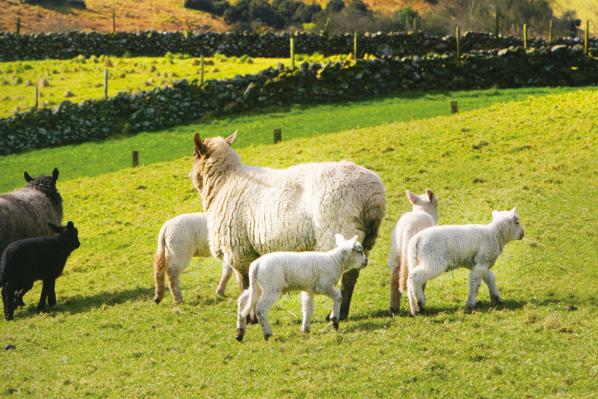 Sheep in a field