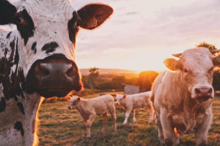 Cows standing in a field in Burgundy, France