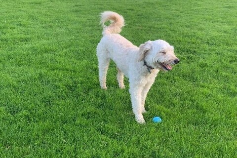 Dog in park