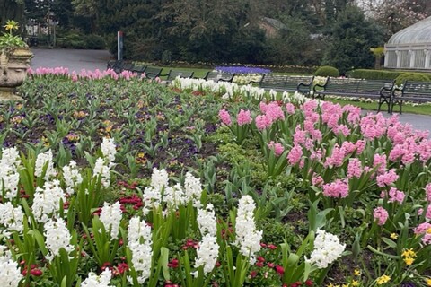 Pink and white flowers in Botanic Gardens