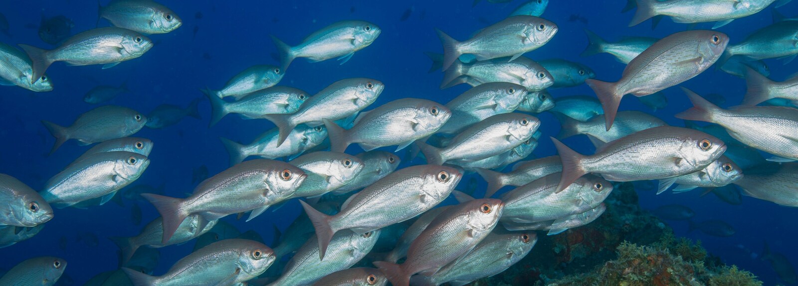 Group of fish in swimming in the sea