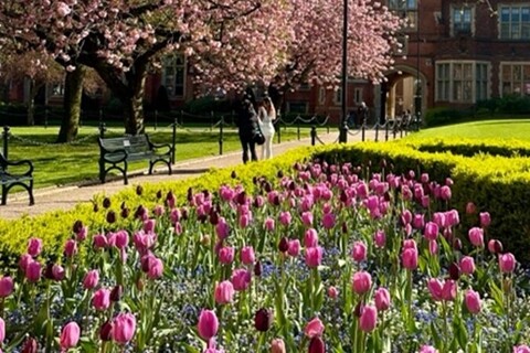 Tulips in the quad at Queen's