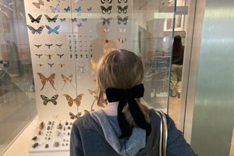 Student looking at butterfly display in Ulster Museum