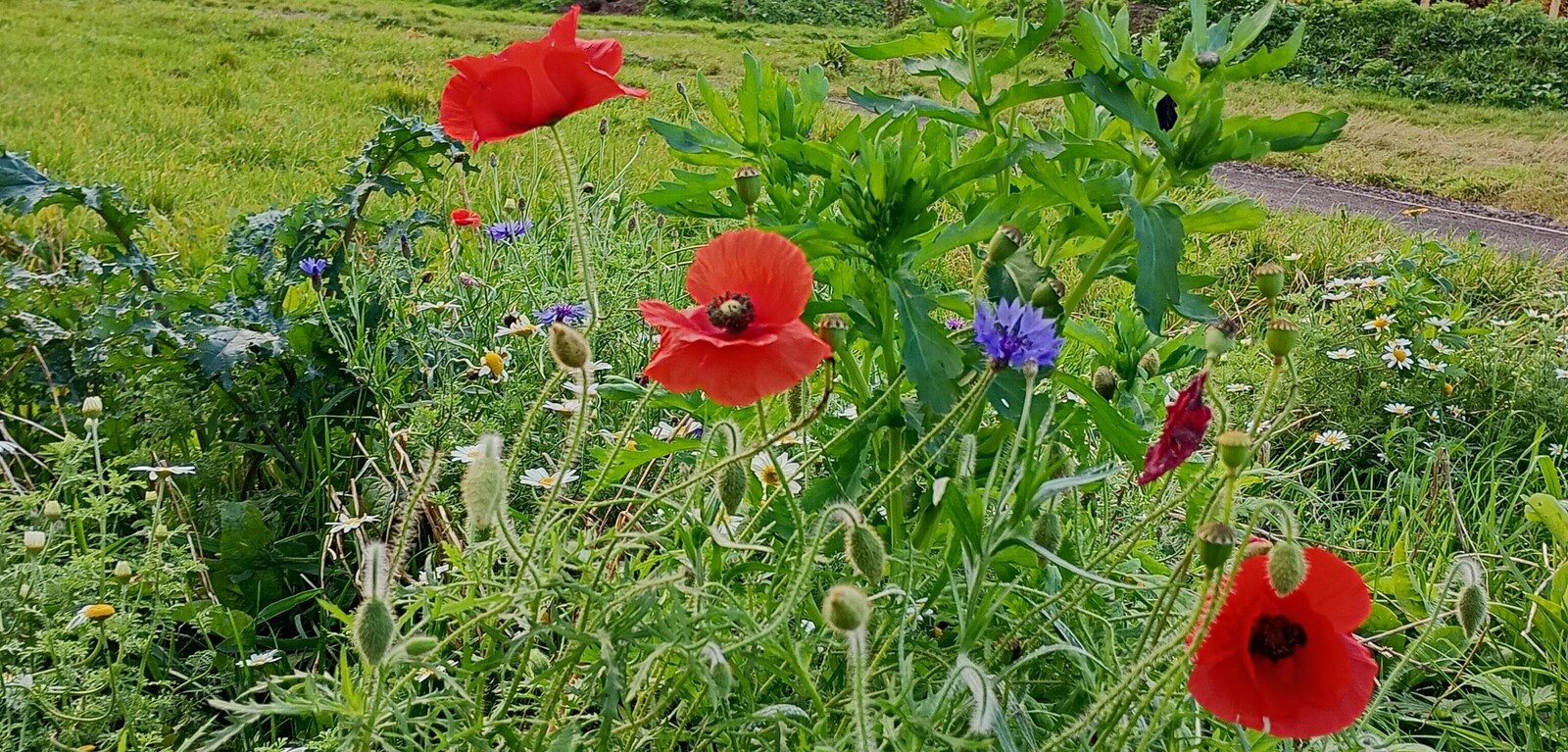 Wildflowers and red poppies in garden