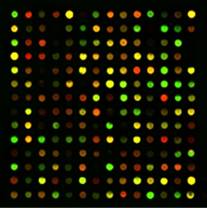 A section of DNA microarray
