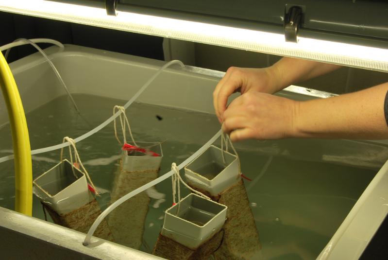 Growing baths in the QML hatchery