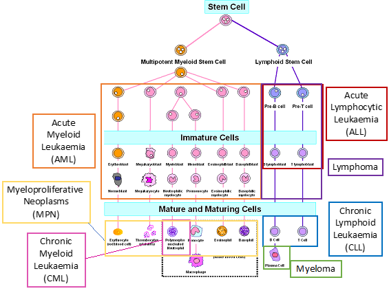 Blood Cell Development and Blood Cancers