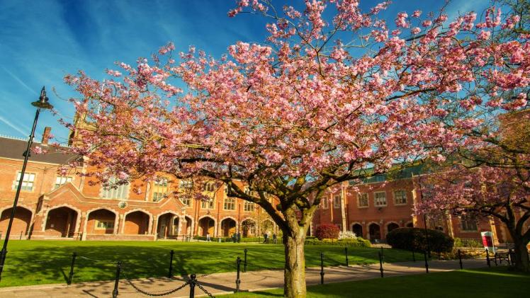 cherry blossom tree quad red brick