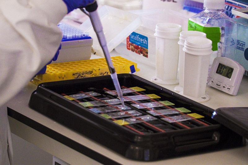 close up of researcher using a pipette to place samples in to a container