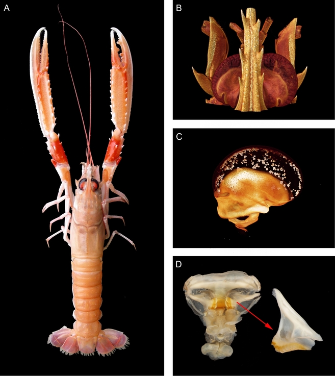 crustacean age determination using growth marks discovered in the cuticle of eyestalks and gastric mills of Norway Lobster