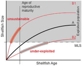 Shellfish Age and Size Graph