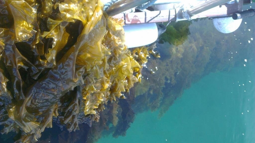 Saccharina Latissima, Sugar kelp growing at the QML Longline site in Strangford Lough