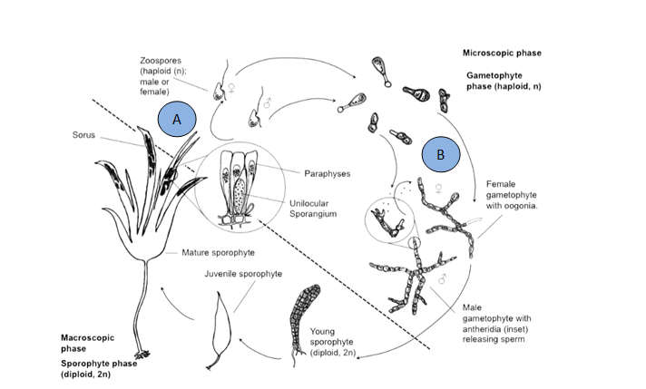 Figure 1: The Life Cycle of Laminaria digitata taken from Edwards and Watson: Aquaculture Explained: Cultivating Laminaria digitata