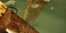 Seeders sprayed with gametophyte culture begin to develop sporophytes