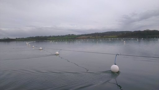 QML Longline Site at Jackdaw Island, Strangford Lough