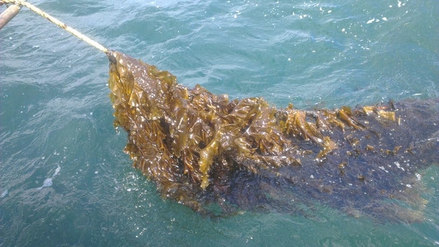 Figure 3: Saccharina latissima ready to be harvested from the QML Longlines