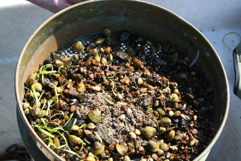 A round marine dredger filled with Asian Clams