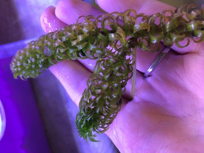 A hand holding invasive North American pondweed