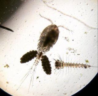 A mosquito being studied under a microscope at Queen's Marine Lab