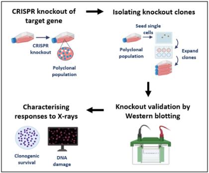 The workflow used to generate the DNA repair deficient cell lines and measure the impact of these genetic mutations on radiosensitivity.