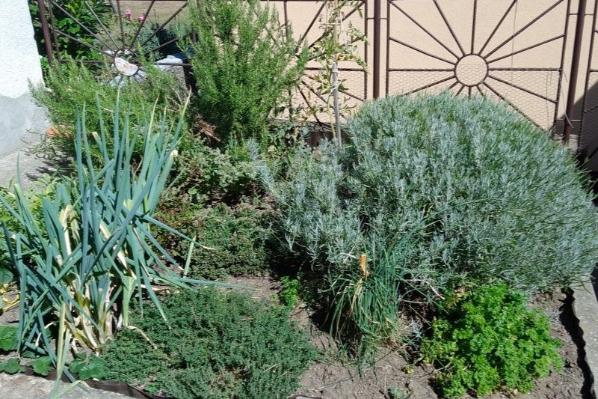 A variety of green plants