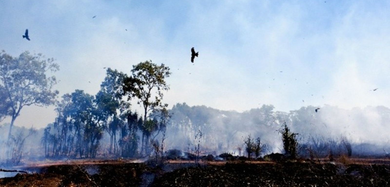 Birds flying over trees and ground