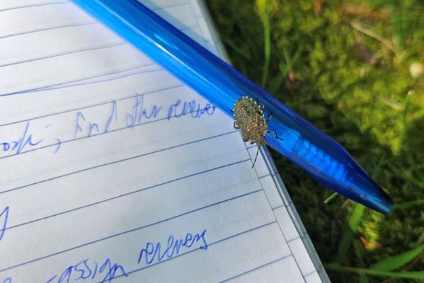 A bug resting on a pen next to a notebook and grass