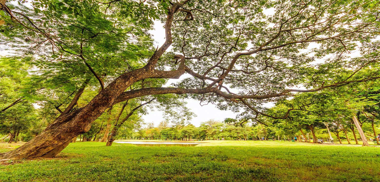 A large tree with a thick trunk leaning sideways across a green park, its wide branches spreading overhead and casting shade on the grassy field below, with a small pond and more trees in the background on a bright day.
