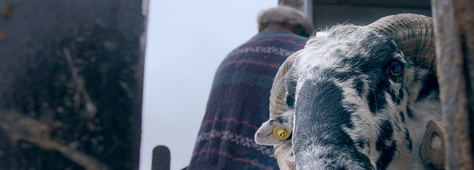 A ram stares into the camera from the right while a farmer with his back to the camera talks out of focus