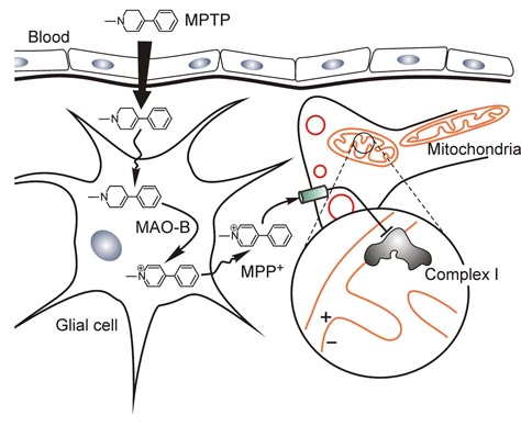 Mitochondria Parkinson's disease MPTP MPP+