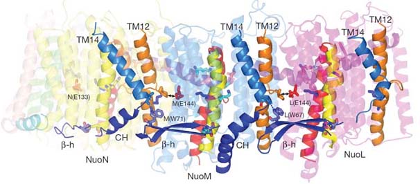 Complex I, NADH, ubiquinone, structure, oxidoreductase