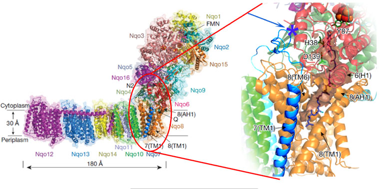 Complex I, NADH:ubiquinone, Sazanov Leonid, Cys-39, ND3, active-deactive, A/D transition, hypoxia, conformational changes