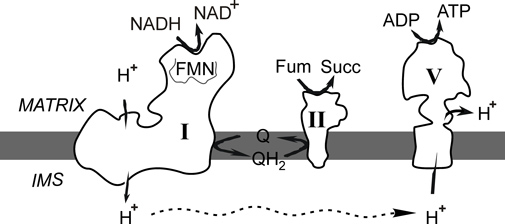 NADH:fumarate reductase, anaerobic respiration, cancer cells, tumor, succinate production, parasites, ubiquinone, UQ, Q10