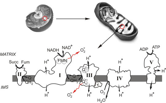 Complex I, respiratory chain, mitochondria, cell respiration, superoxide, ROS, ATP synthesis; bc1 complex, cytochrome c oxidase, oxygen, NADH, ubiquinone, succinate