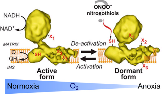 Hypoxia, A/D transition, Complex I, ischaemia/reperfusion, reoxygenation, nitrosation, nitration, NADH:ubiquinone, hypoxia, RNS, ROS, nitric oxide, peroxynitrite, nitrosothiols, respiration, adaptation to hypoxia