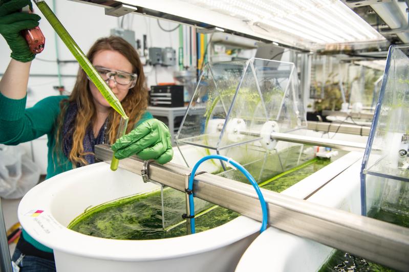 Female scientist  takes samples from algae being grown in open raceway ponds