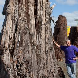 Jonathan Palmer with ancient kauri tree used in the calibration curves