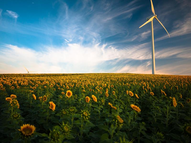 A field of sunflowers and a wind turbine