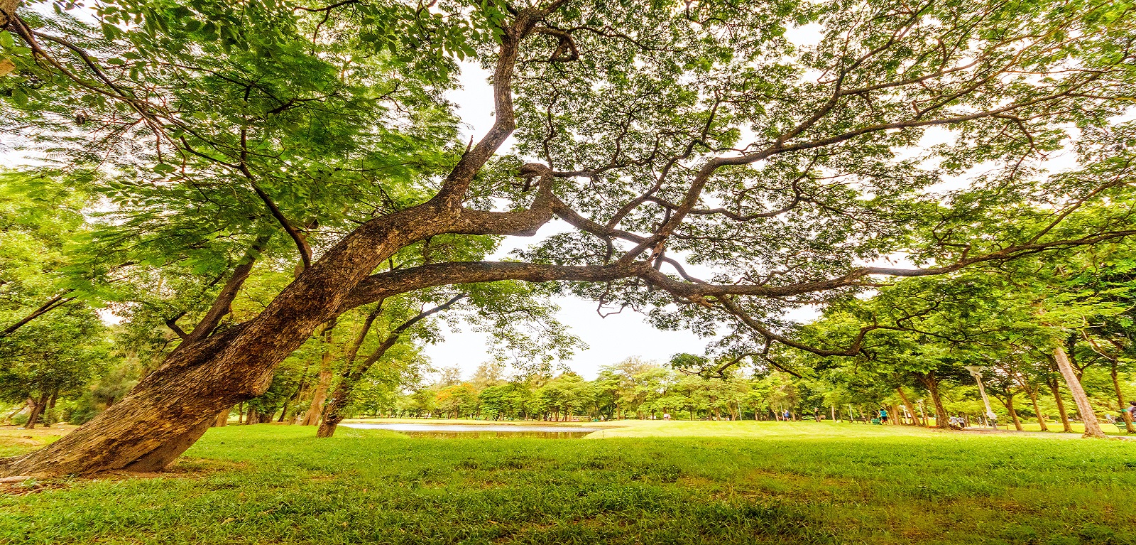 study to assess the impact of community organisations on public health