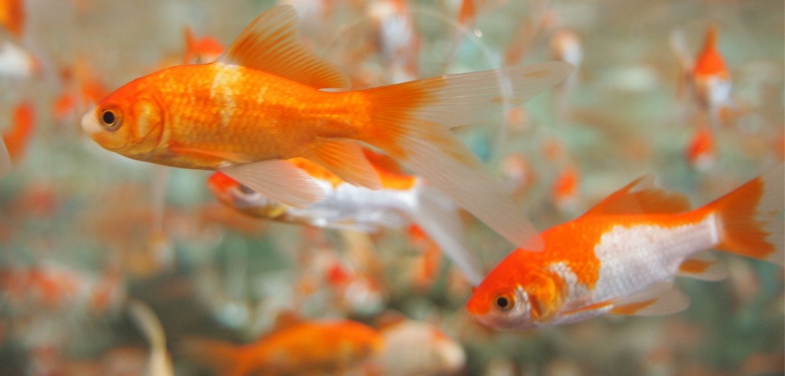 Pets or threats? Goldfish might be harmful for biodiversity