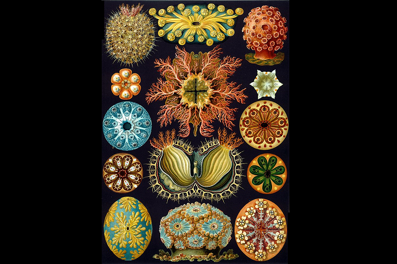 Haeckel_Ascidiae