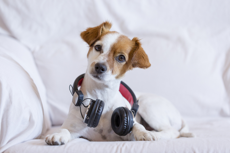 Dog wearing headphones