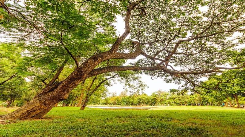 leaning tree in park